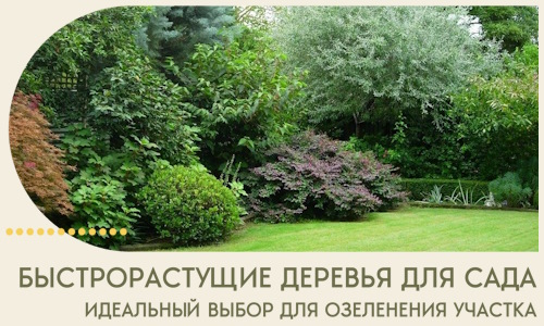 Быстрорастущие деревья для сада идеальный выбор в Ефремах