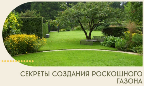 Секреты создания роскошного газона в Ефремах